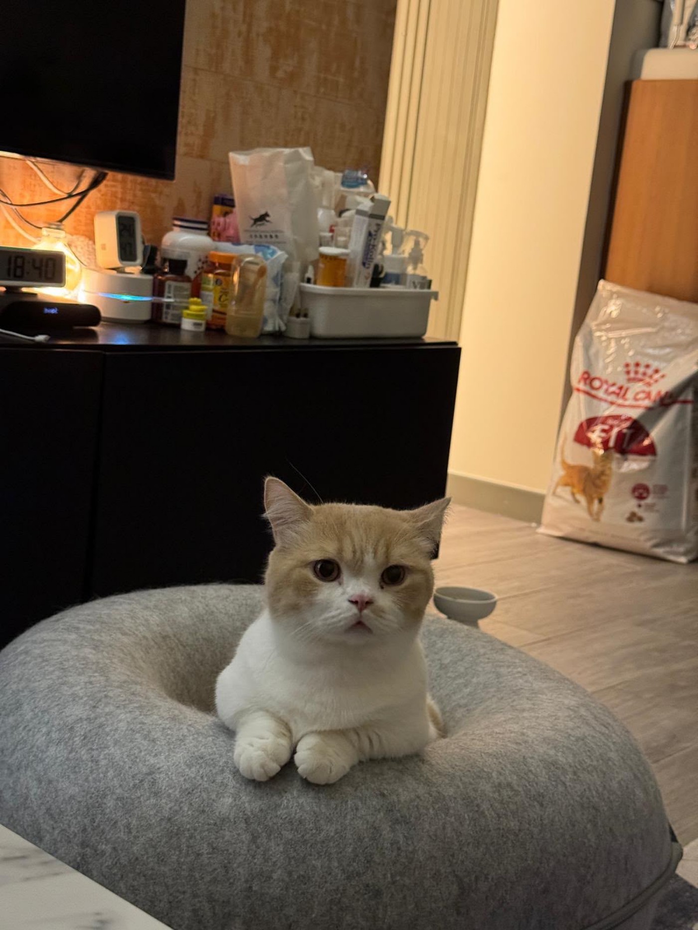 貓貓