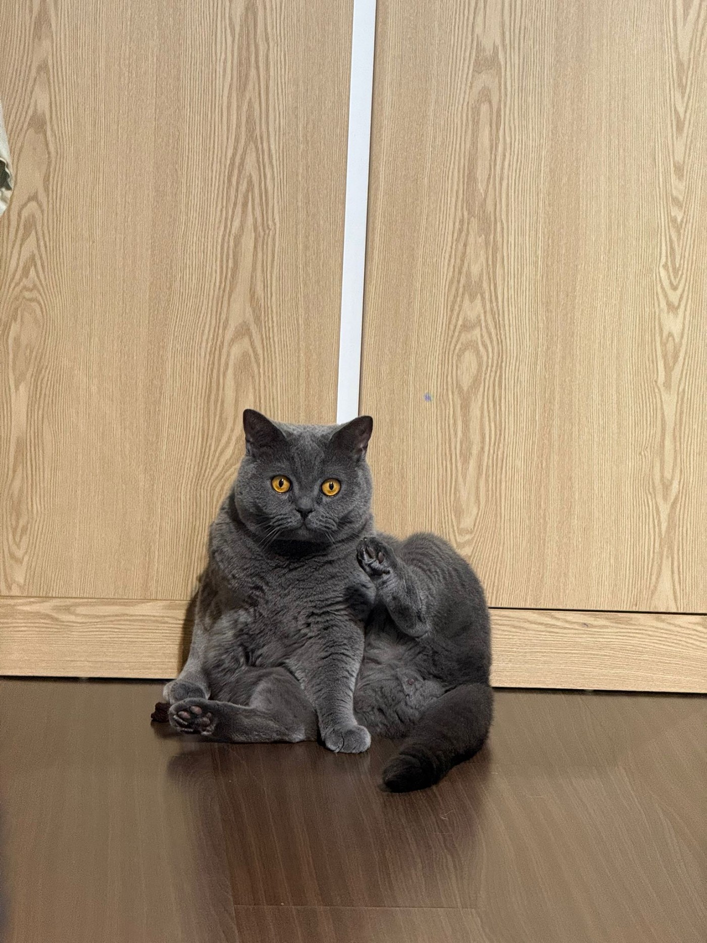 貓貓